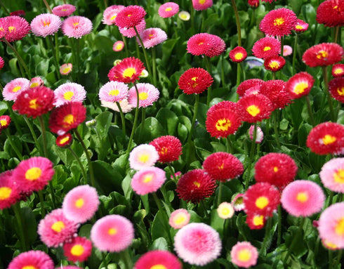 Daisy double mix